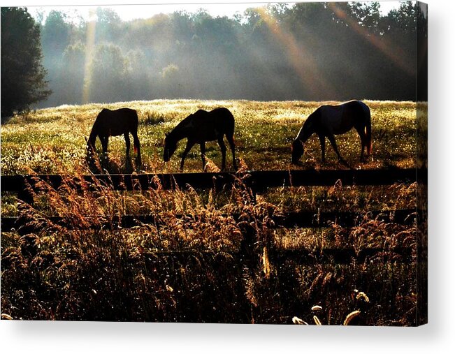 Horse Acrylic Print featuring the photograph Peaceful pasture by Carlee Ojeda