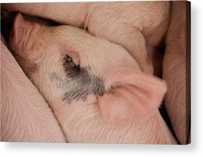 Pig Acrylic Print featuring the photograph Peaceful Piglet by Jennifer Kano