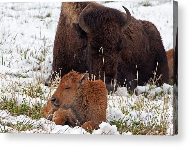 Buffalo Acrylic Print featuring the photograph Peaceful Slumber by Natural Focal Point Photography