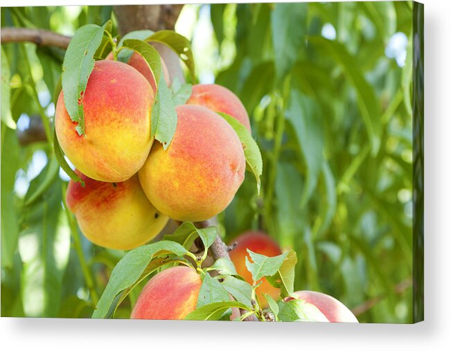 Peaches Acrylic Print featuring the photograph Peaches by Alexey Stiop