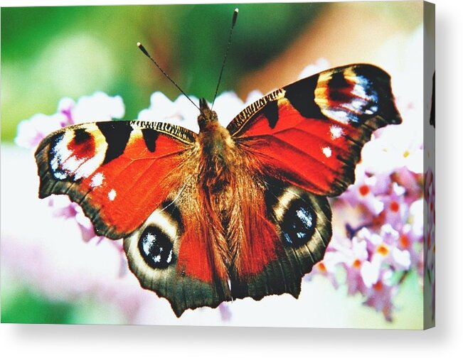 Peacock Acrylic Print featuring the photograph Peacock butterfly by Nigel Radcliffe
