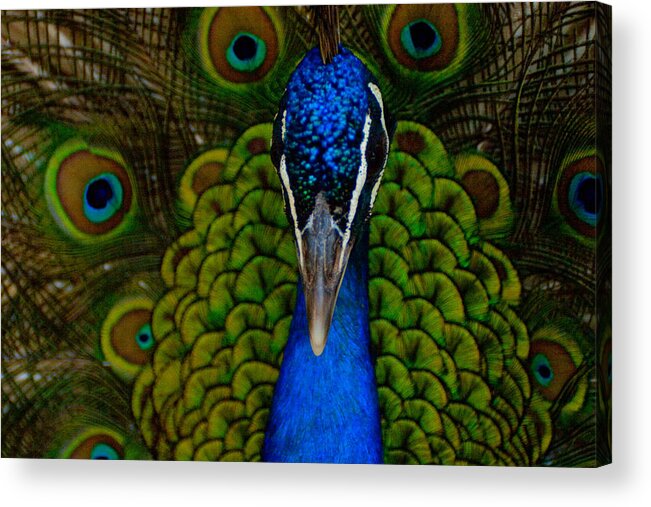 Peacock Acrylic Print featuring the photograph Peacock by Dawn Call