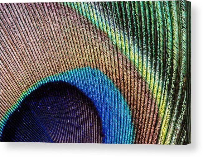 Peacock Acrylic Print featuring the photograph Peacock Feather by Georgette Grossman