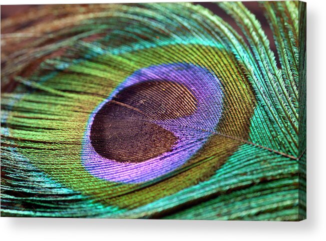 Fragility Acrylic Print featuring the photograph Peacock Feather by Milind Torney