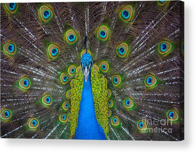 Peacock Acrylic Print featuring the photograph Peacock Portrait by Kimberly Blom-Roemer