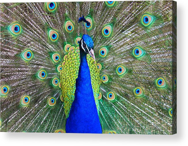 Birds Acrylic Print featuring the photograph Peacock by Roger Becker