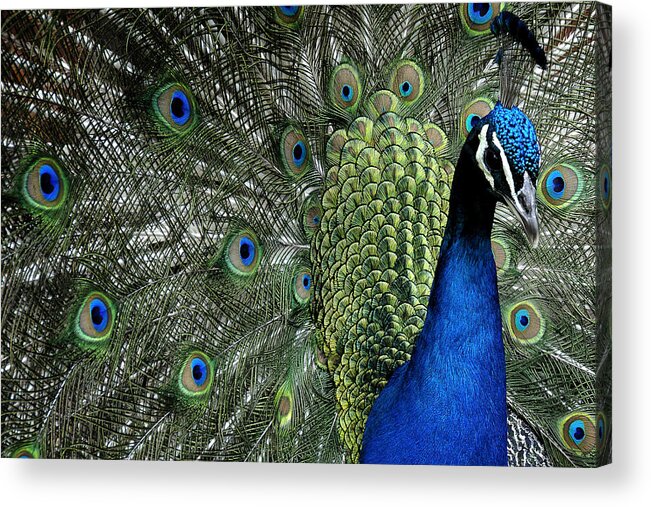 Peacock Acrylic Print featuring the photograph Peacock by Ron White