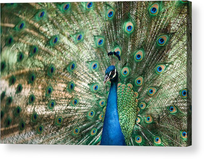 Peacock Acrylic Print featuring the photograph Peacocking by Nastasia Cook