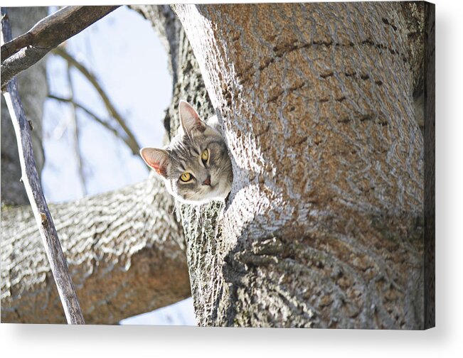 Cat Acrylic Print featuring the photograph Peaking Cat by Sharon Popek