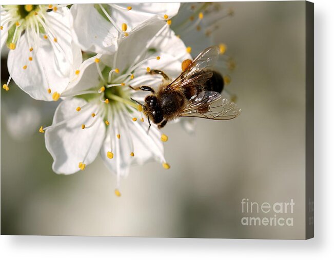 Spring Acrylic Print featuring the photograph Pear Blossom with bee by Amanda Mohler