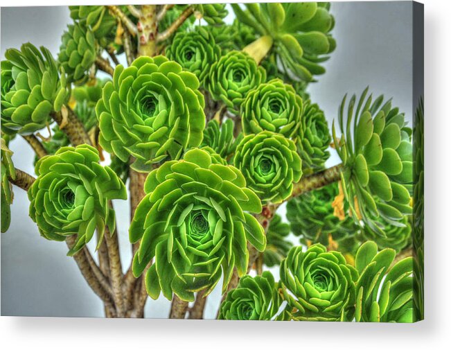 Floral Acrylic Print featuring the photograph Pedals of Green by Richard Gehlbach