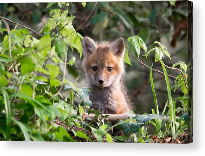 Wildlife Acrylic Print featuring the photograph Peek-a-Boo by Stacy Abbott