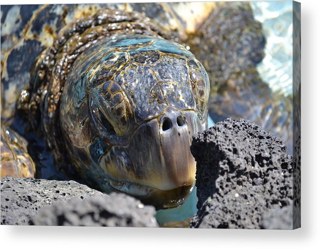 Turtle Acrylic Print featuring the photograph Peek-a-boo Turtle by Amanda Eberly