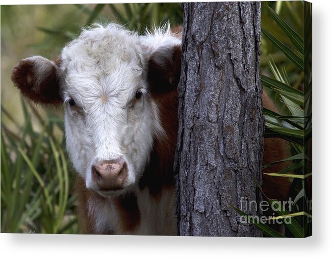 Cow Acrylic Print featuring the photograph Peek a Moo by Meg Rousher