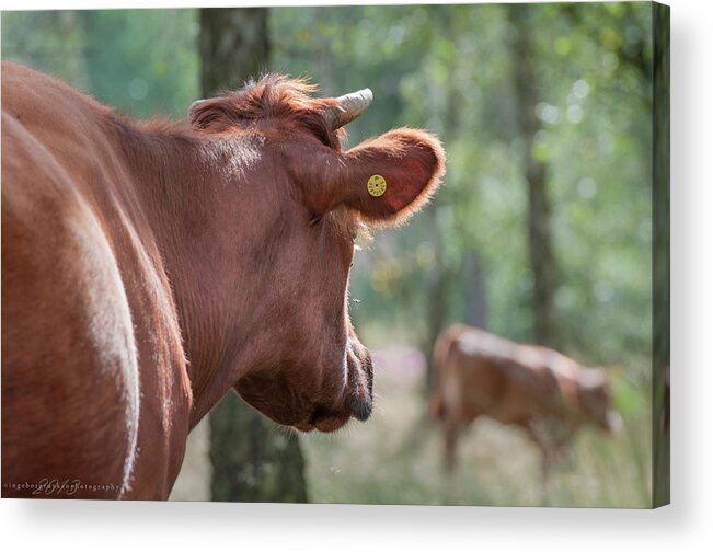 Horned Acrylic Print featuring the photograph Peeping Cow by Ingeborg Ruyken Photography
