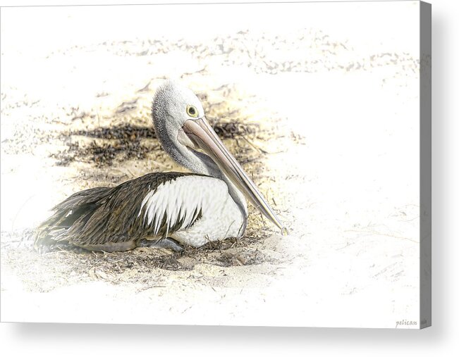 Animals Acrylic Print featuring the photograph Pelican by Holly Kempe