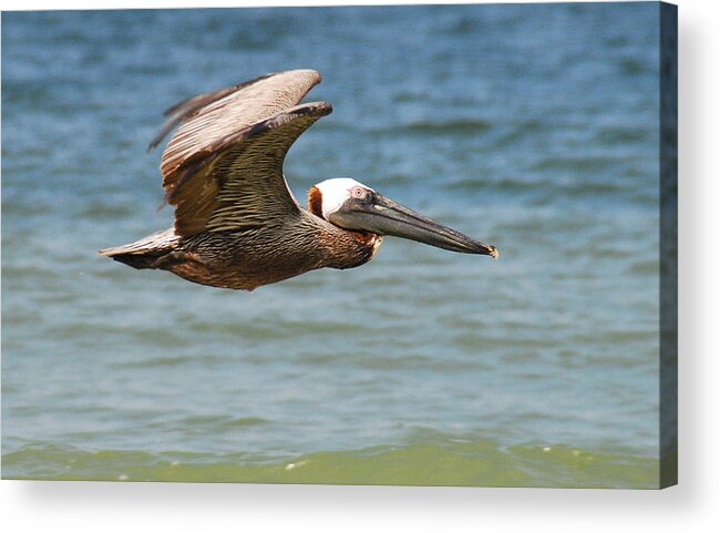 Birds Acrylic Print featuring the photograph PELICAN IN FLIGHT No.7 by Janice Adomeit