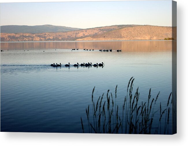 Pelican Acrylic Print featuring the photograph Pelican Line-up by Beth Collins