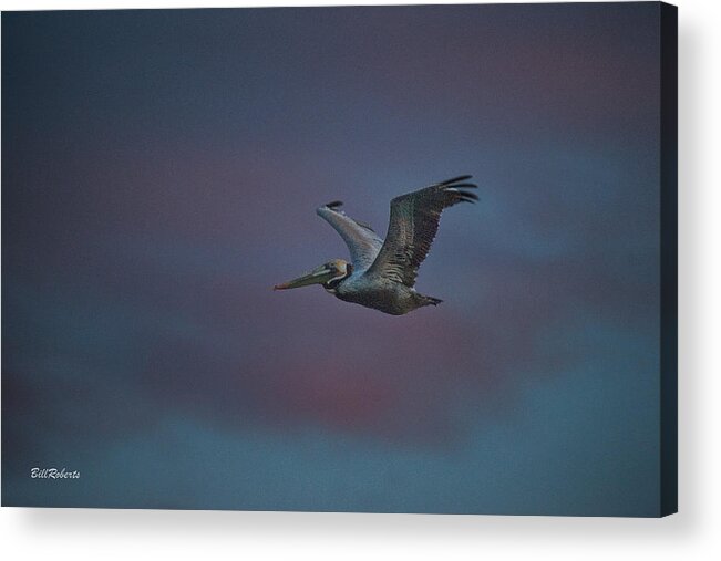 Pelican Acrylic Print featuring the photograph Pelican On the Wing by Bill Roberts