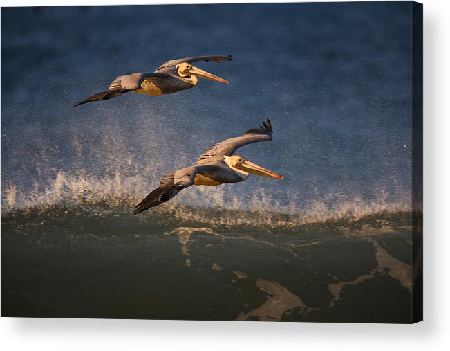 Orias Acrylic Print featuring the photograph Pelican Pair 73A2315 by David Orias