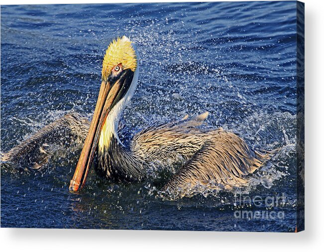 Pelican Acrylic Print featuring the photograph Showering Pelican by Larry Nieland
