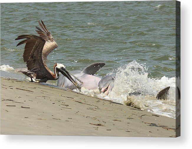 Pelican Acrylic Print featuring the photograph Pelican Steals the Fish by Patricia Schaefer