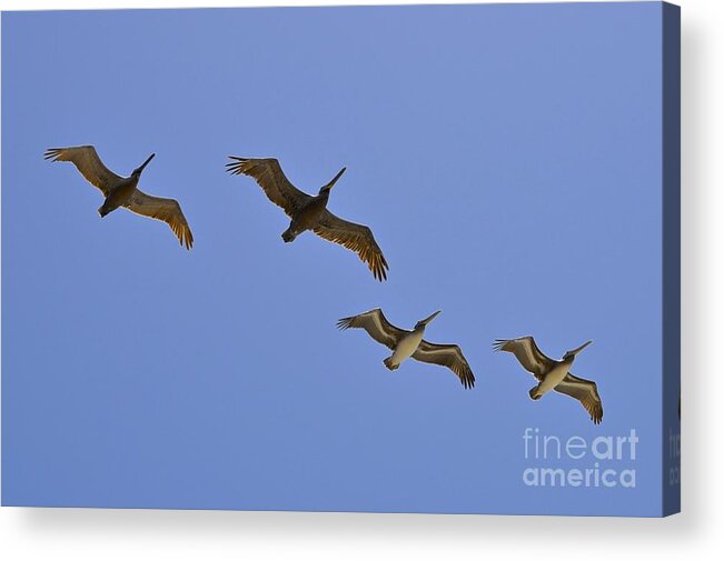 Blue Acrylic Print featuring the photograph Pelicans in Flight by Bridgette Gomes