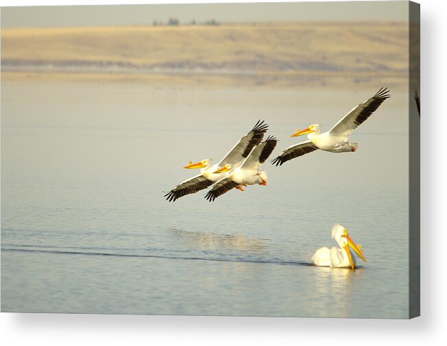 Pelicans Acrylic Print featuring the photograph Pelicans In Flight by Jeff Swan