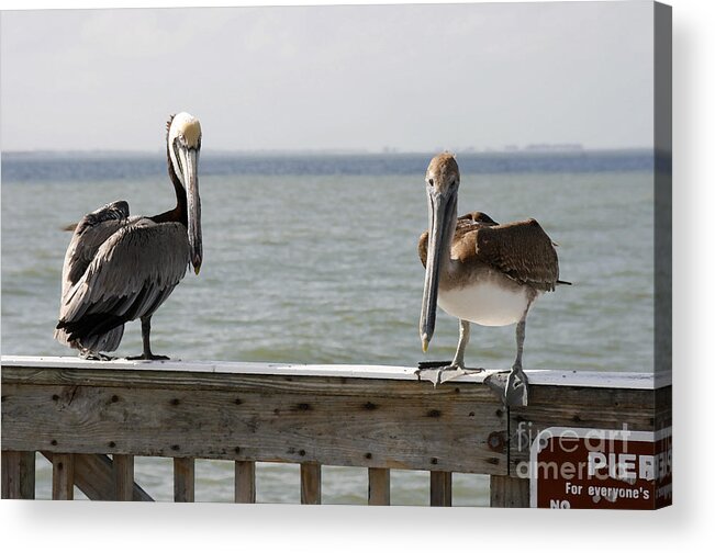 Florida Acrylic Print featuring the digital art Pelicans on the Pier at Fort Myers Beach in Florida by William Kuta