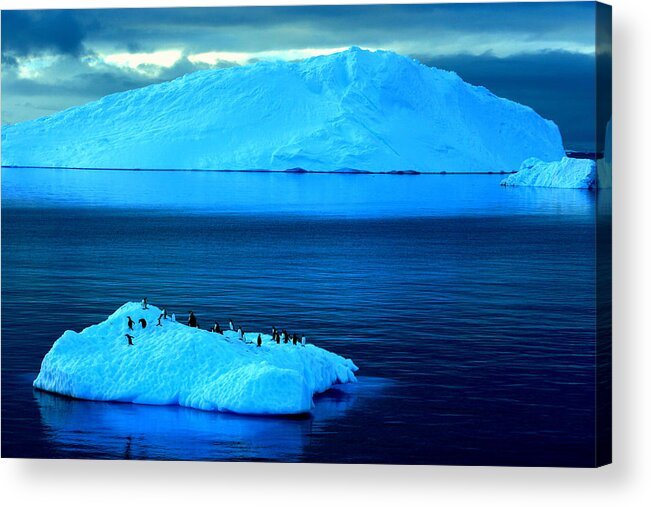 Icebergs Acrylic Print featuring the photograph Penguins on Iceberg by Amanda Stadther