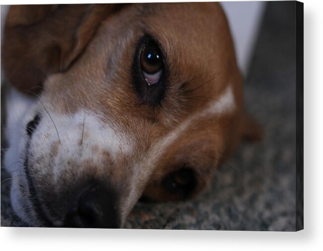 Beagle Acrylic Print featuring the photograph Penny the Beagle Dog by Valerie Collins