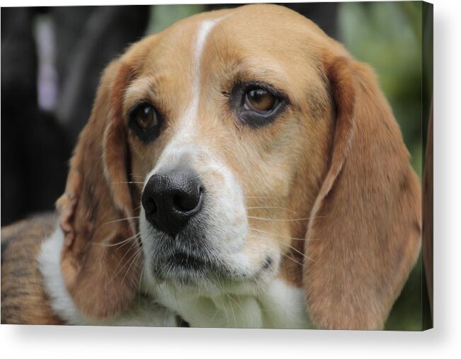 Beagle Acrylic Print featuring the photograph The Beagle named Penny by Valerie Collins