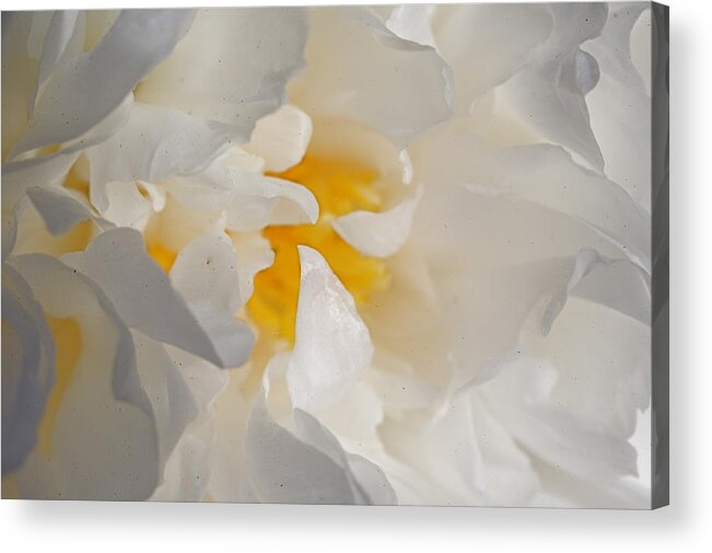 Flower Acrylic Print featuring the photograph Peoni Beauti by Darcy Dietrich