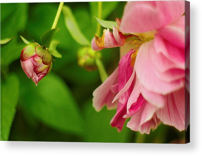 Peony Acrylic Print featuring the photograph Peony Flower with Bud by Suzanne Powers