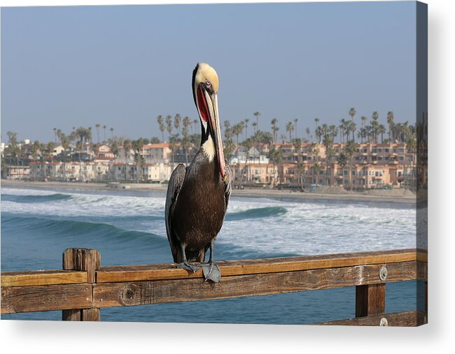 Wild Acrylic Print featuring the photograph Perched on the Pier by Christy Pooschke