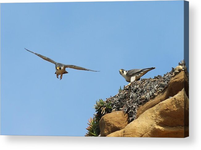 Peregrine Acrylic Print featuring the photograph Peregrine Falcons - 1 by Christy Pooschke