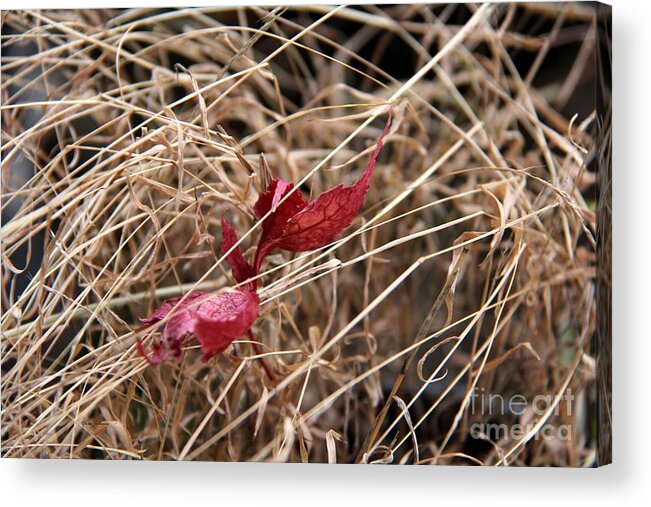 Fall Acrylic Print featuring the photograph Perfect place to be by Yumi Johnson