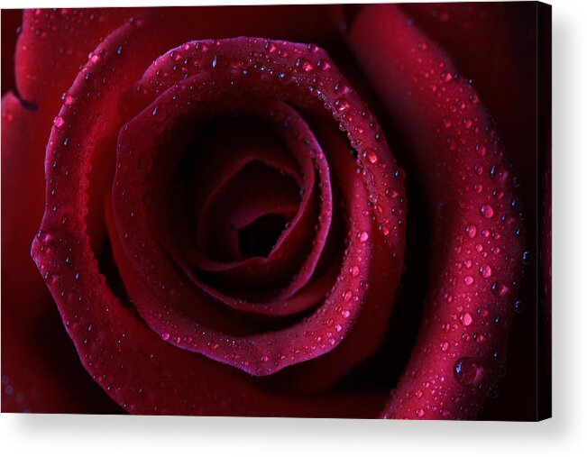 Rose Acrylic Print featuring the photograph Perfection by Keith Hawley