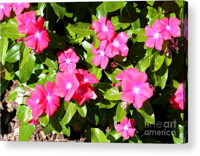 Pink Acrylic Print featuring the photograph Periwinkles by Cynthia Snyder