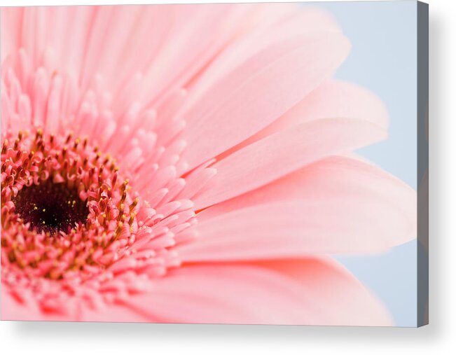 Petal Acrylic Print featuring the photograph Petals And Head Of Pink Daisy by Vstock