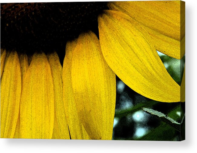 Nature Acrylic Print featuring the photograph Petals by Ricardo Dominguez