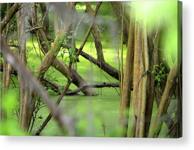 Wildlife Acrylic Print featuring the photograph Green Water at Brazos Bend State Park in Texas by Alex King