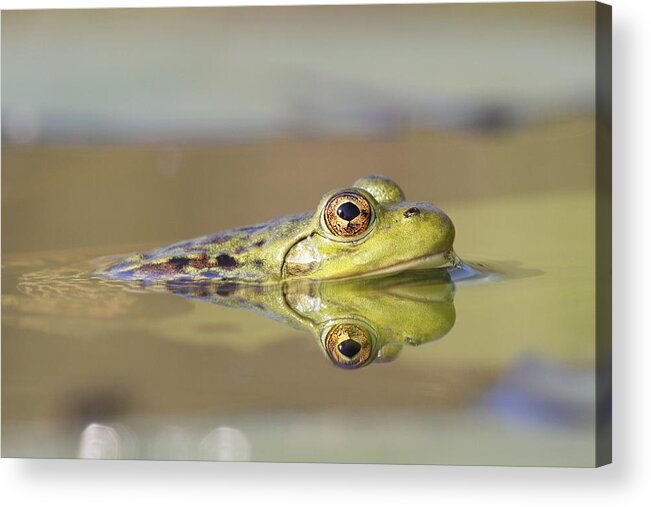 Feb0514 Acrylic Print featuring the photograph Pickerel Frog Nova Scotia Canada by Scott Leslie