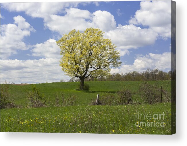 Spring Landscape Acrylic Print featuring the photograph Picnic Spot by Dan Hefle