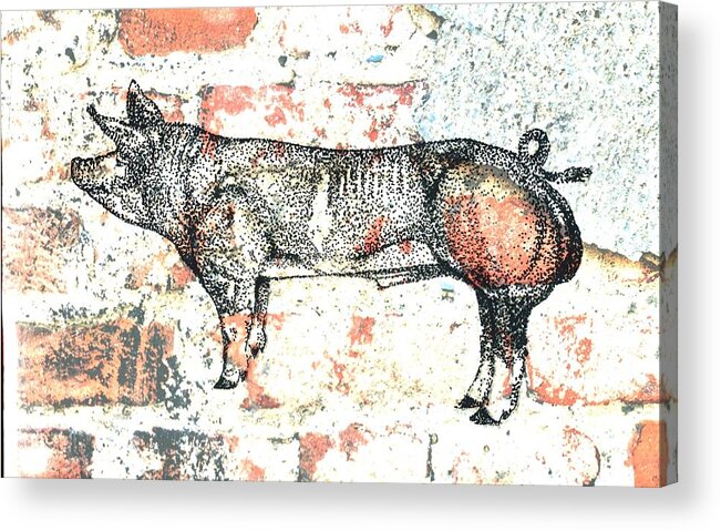 German Pietrain Boar Acrylic Print featuring the photograph Pietrain Boar 24 by Larry Campbell