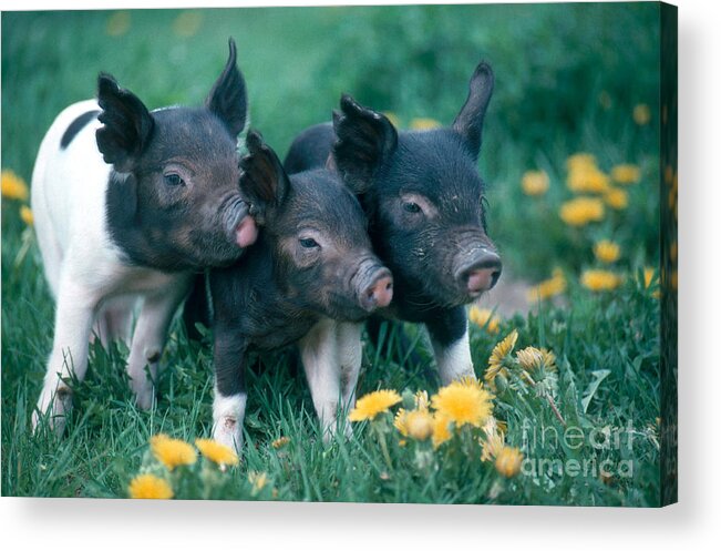 Nature Acrylic Print featuring the photograph Piglets by Alan and Sandy Carey