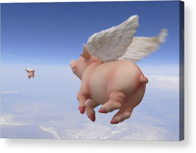 Pigs Fly Acrylic Print featuring the photograph Pigs Fly 2 by Mike McGlothlen
