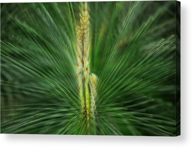 Pine Acrylic Print featuring the photograph Pine Cone and Needles by Phyllis Meinke