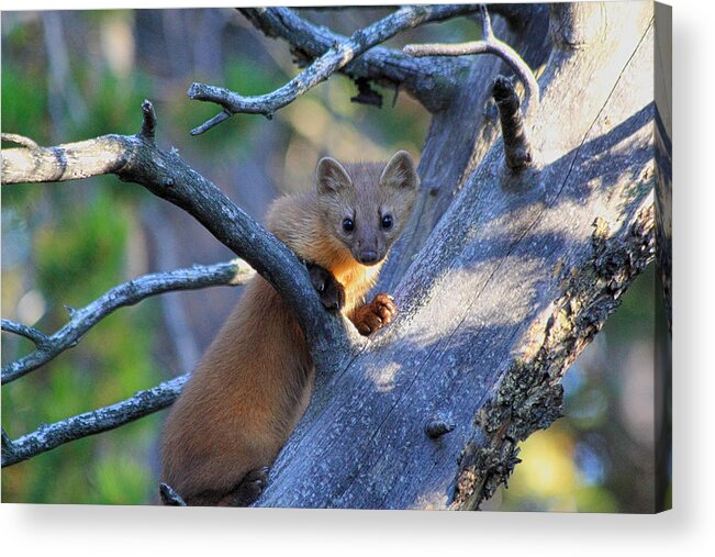 Pine Martin Acrylic Print featuring the photograph Pine Martin by Shane Bechler