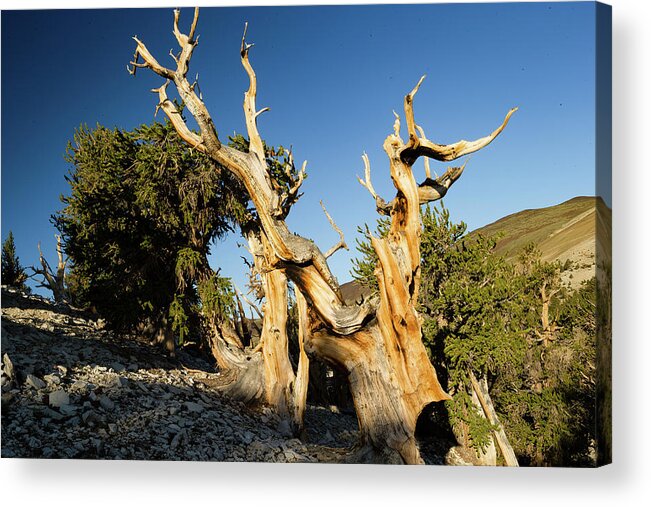 Photography Acrylic Print featuring the photograph Pine Trees In Ancient Bristlecone Pine by Panoramic Images